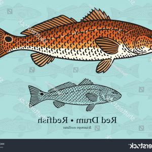 300x300 Red Drum Redfish Vector Illustration Refined Arenawp