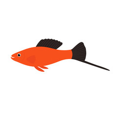 240x240 Red Fish Photos, Royalty Free Images, Graphics, Vectors Amp Videos