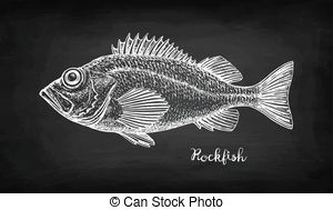 300x189 Redfish Vector Clip Art Illustrations. 63 Redfish Clipart Eps