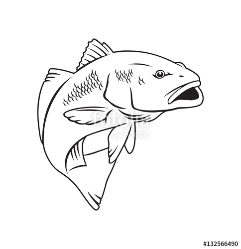 Redfish Vector at GetDrawings | Free download