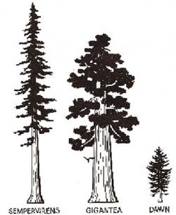 250x305 Redwoods Humboldt Redwoods Interpretive Association