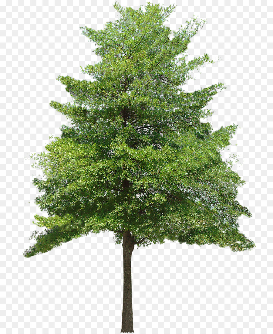 900x1100 Tree Texture Mapping 3d Computer Graphics Clip Art