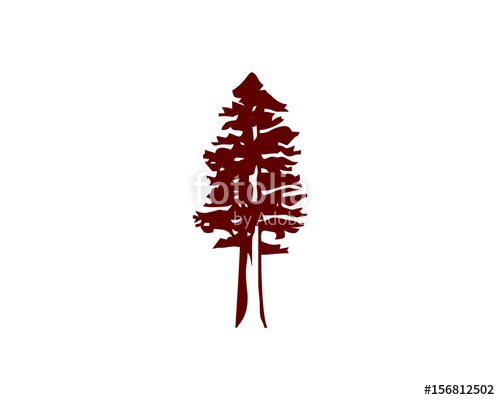 500x400 Redwood Tree Stock Image And Royalty Free Vector Files On