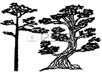 350x257 Redwood Tree Silhouette Couple Of Ink Conifer Trees. Natural