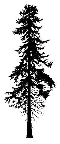 236x559 Fir Tree Clipart Redwood Tree