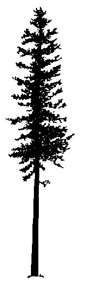 175x600 Redwood Tree Silhouette Clipart