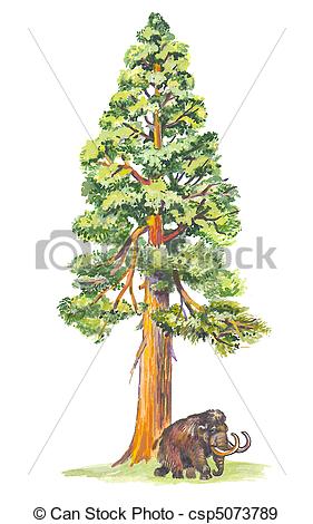 281x470 Redwood Tree Clipart
