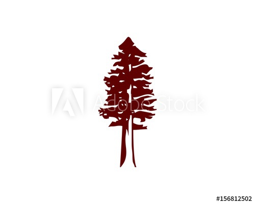 500x400 Redwood Tree