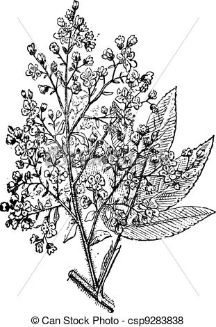 311x470 Brayera Or Cusso, Vintage Engraving. African Redwood Or Brayera Or