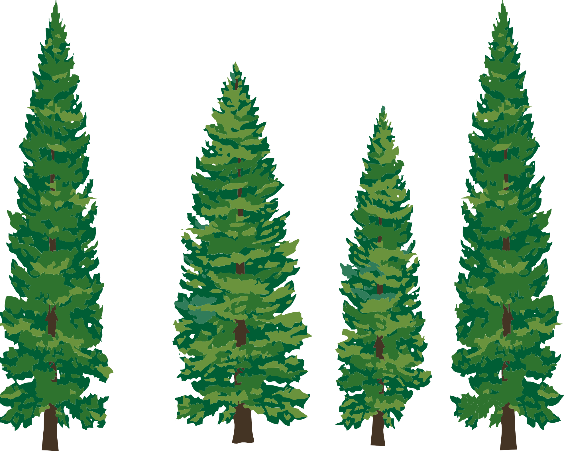 1979x1581 Collection Of Free Vector Trees Redwood. Download On Ubisafe