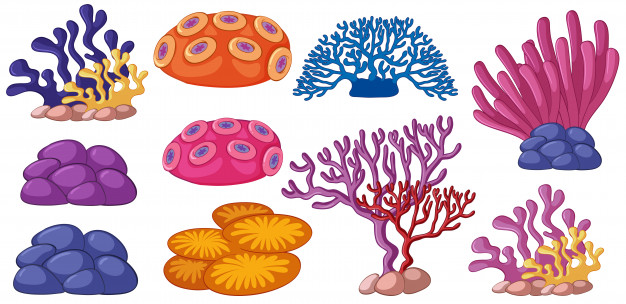 626x304 Different Types Of Coral Reef Vector Premium Download