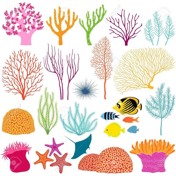 736x736 Coral Reef Stencils