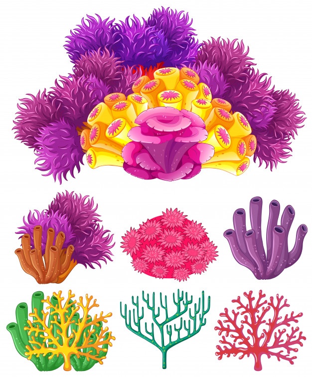 626x756 Coral Reef Vectors, Photos And Psd Files Free Download