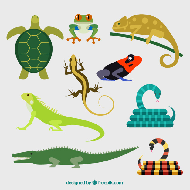 626x626 Collection Of Reptile Vector Premium Download