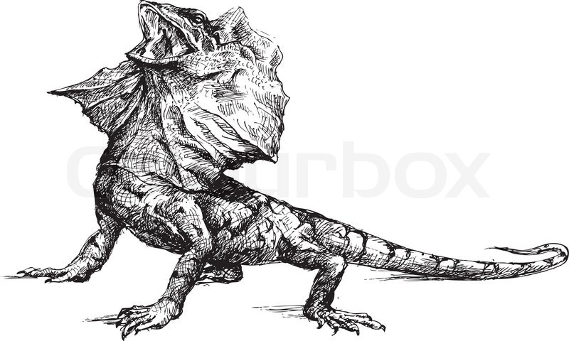 800x480 Hand Drawn Basilisk Lizard Stock Vector Colourbox