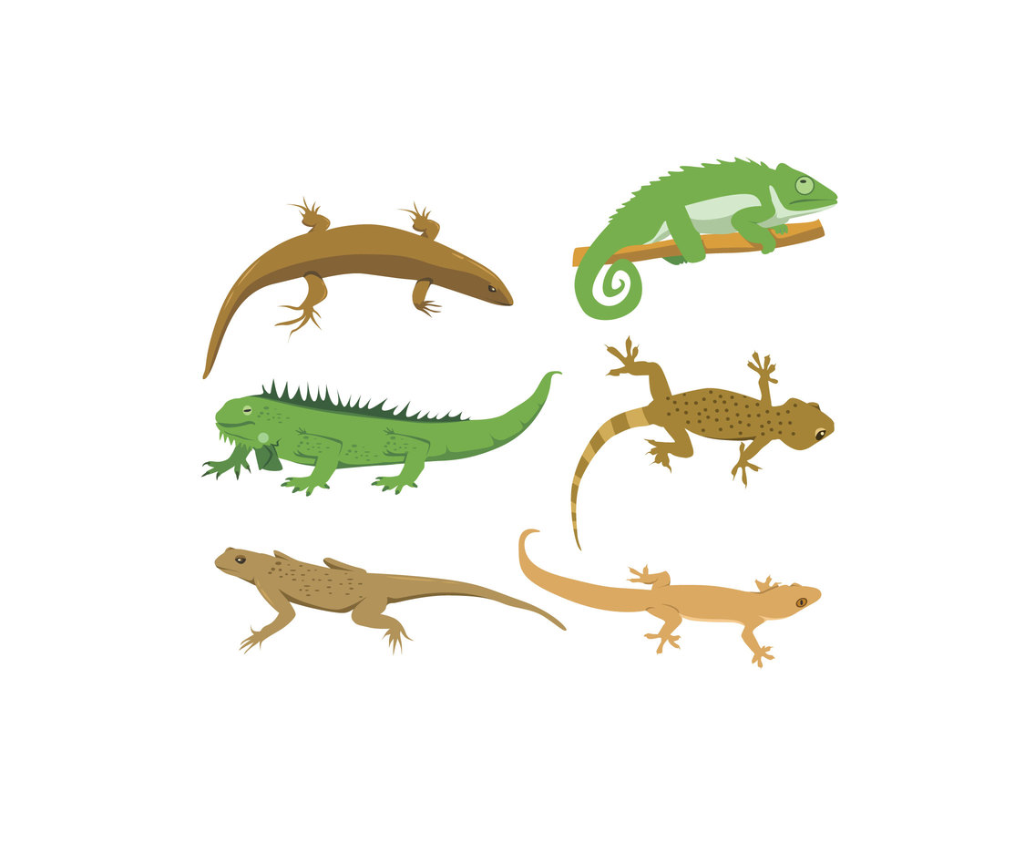 1136x936 Lizard Illustration Vector Vector Art Amp Graphics