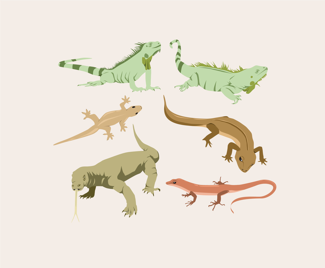 1136x936 Various Lizard Vector Vector Art Amp Graphics