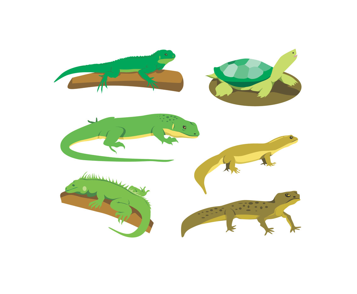 1136x936 Various Reptiles Vector Vector Art Amp Graphics