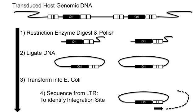 623x362 Plasmid Shuttle Vector Rescue. Genomic Dna Is Presented With