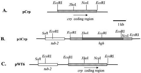 479x248 Construction Of Cryparin Deletion Vector P Crp And Rescue
