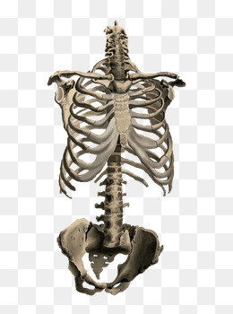 260x350 Rib Cage Png, Vectors, Psd, And Clipart For Free Download Pngtree