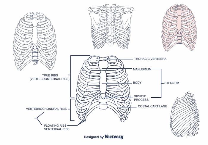 700x490 Rib Cage Vector