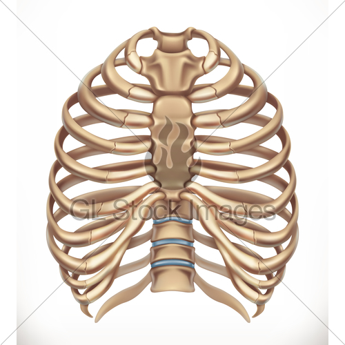 500x500 Rib Cage. Human Skeleton, Medicine. 3d Vector Icon Gl Stock Images