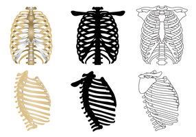 286x200 Ribcage Free Vector Art