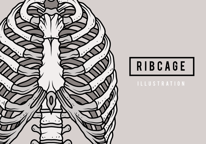 700x490 Ribcage Illustration