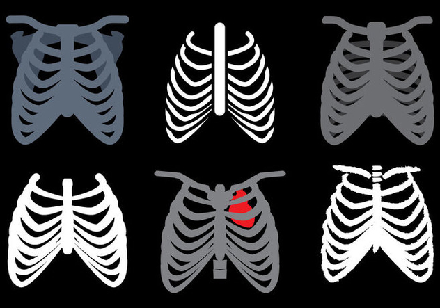 632x443 Ribcage Vector Free Vector Download 381271 Cannypic