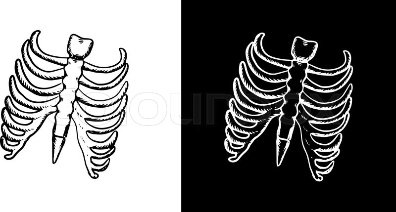 800x429 X Ray And Skeleton Of Human Rib Cage With Ribs And Part Of Spine