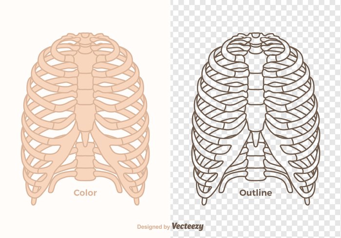 700x490 Free Vector Ribcage