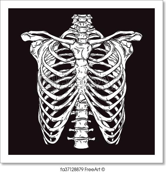 561x581 Free Art Print Of Hand Drawn Human Ribcage Vector. Hand Drawn Line