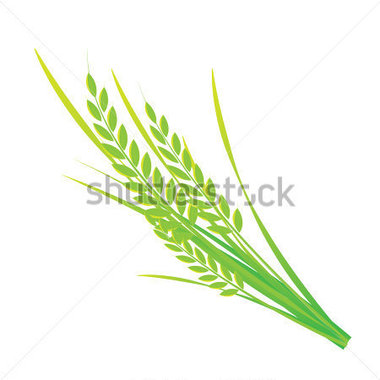 380x380 Grain Clipart Rice Grain