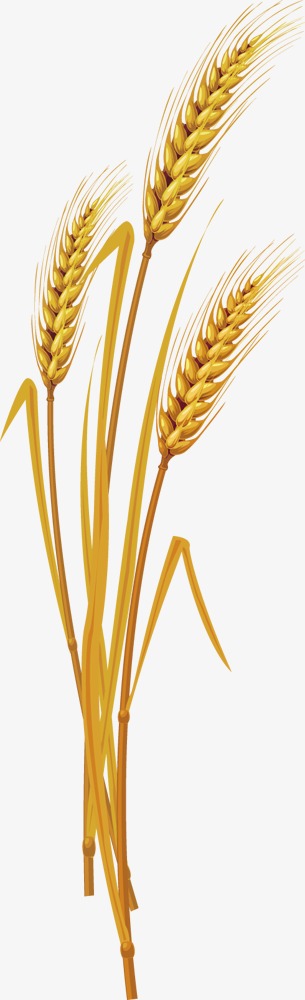 305x1000 Rice Grain Png Images Vectors And Psd Files Free Download On