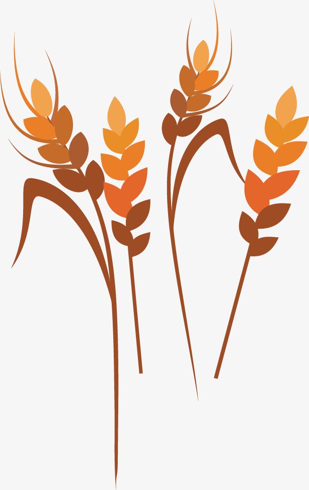 614x973 Rice Vector Free Download