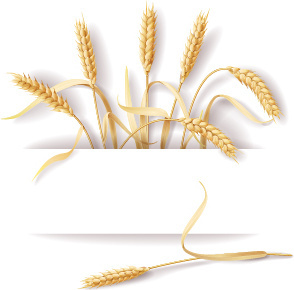 294x290 Wheat Grain Rice Vector Free Vector Download (577 Free Vector) For