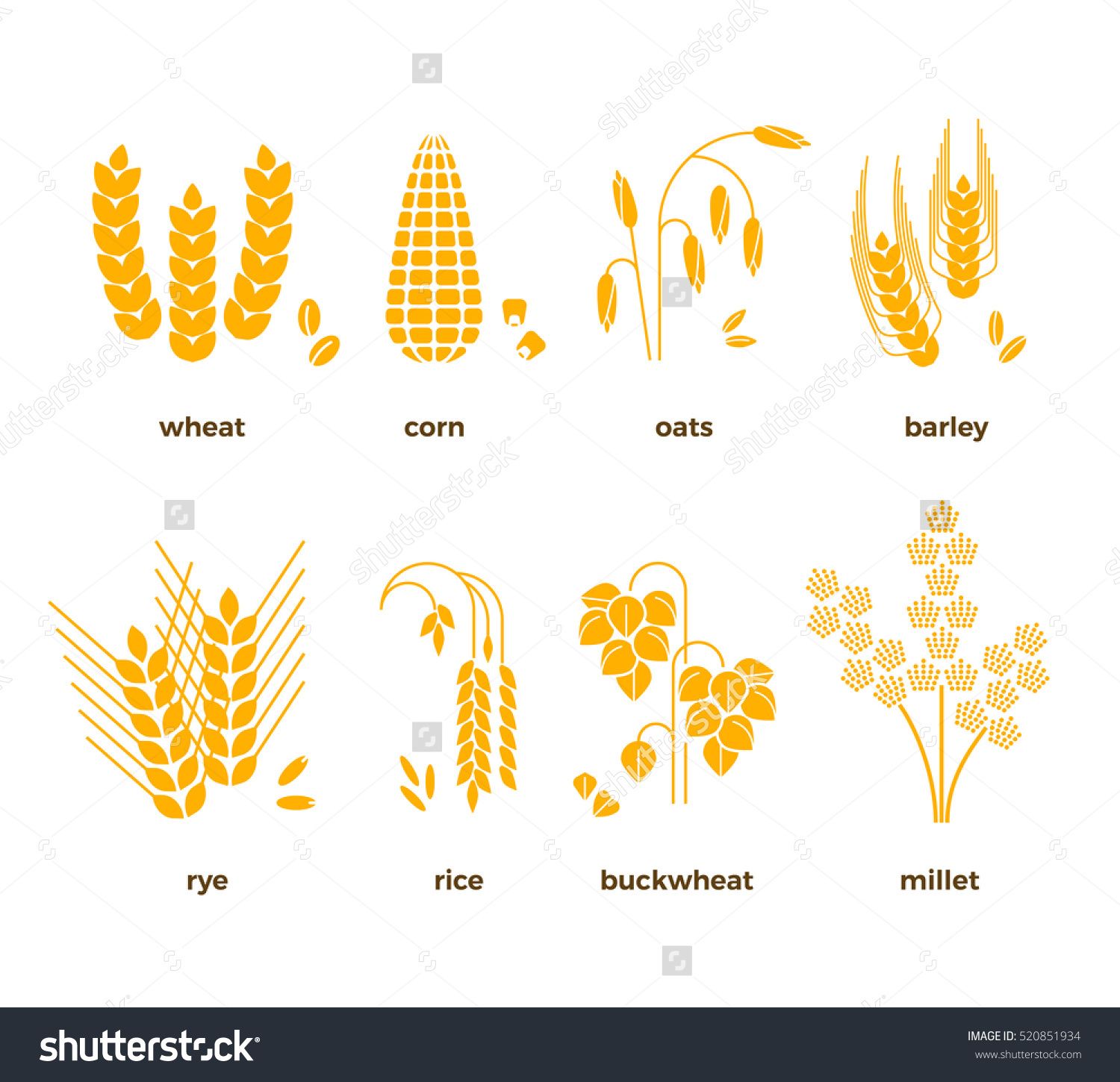 1500x1450 Cereal Grains Vector Icons. Rice, Wheat, Corn, Oats, Rye, Barley