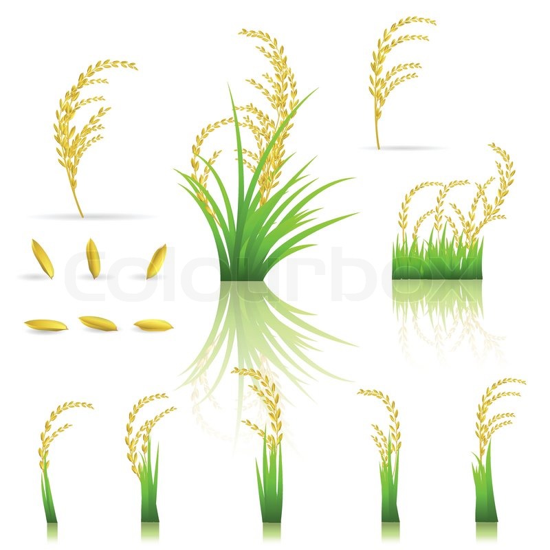 800x800 Rice, Thai, Thailand, White, Illustration, Jasmine Rice Stock