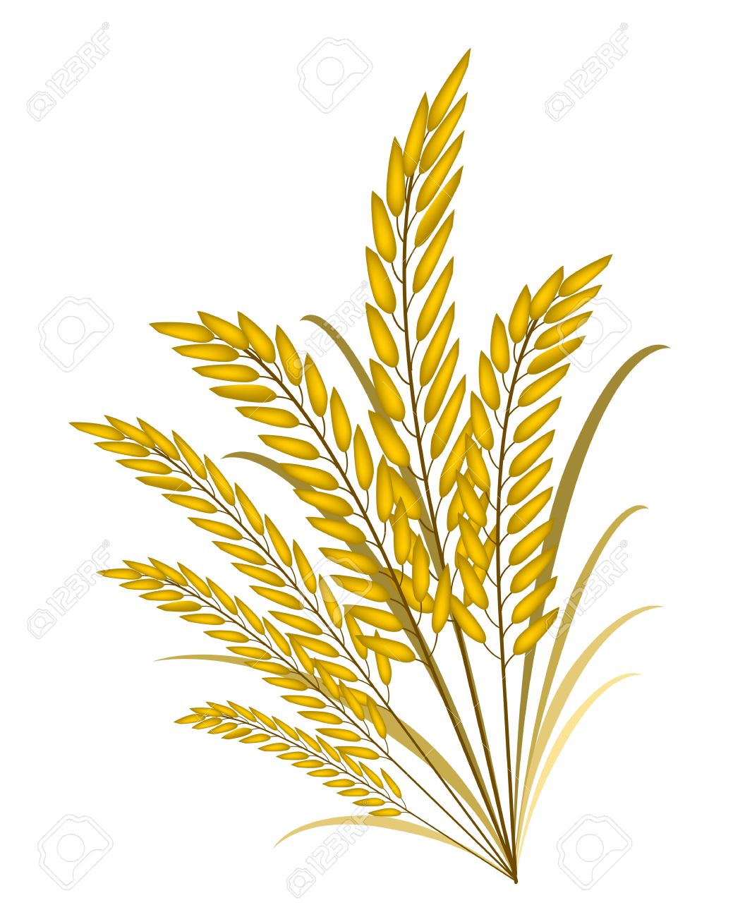 1039x1300 Rice Crop Clipart Amp Rice Crop Clip Art Images