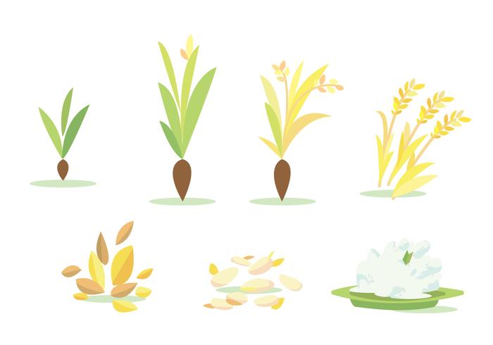 700x490 Rice Field Cycle Vector Set