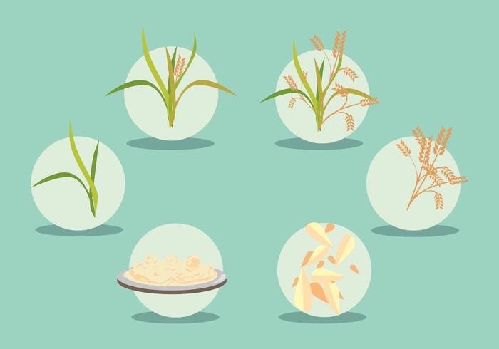 700x490 Rice Field Vector Set