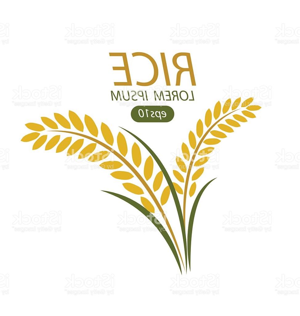 973x1024 Best Hd Rice Vector Ai Photos