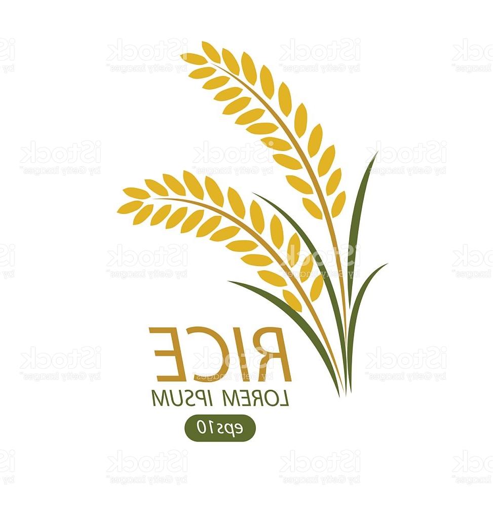 973x1024 Unique Rice Vector Illustration Pictures