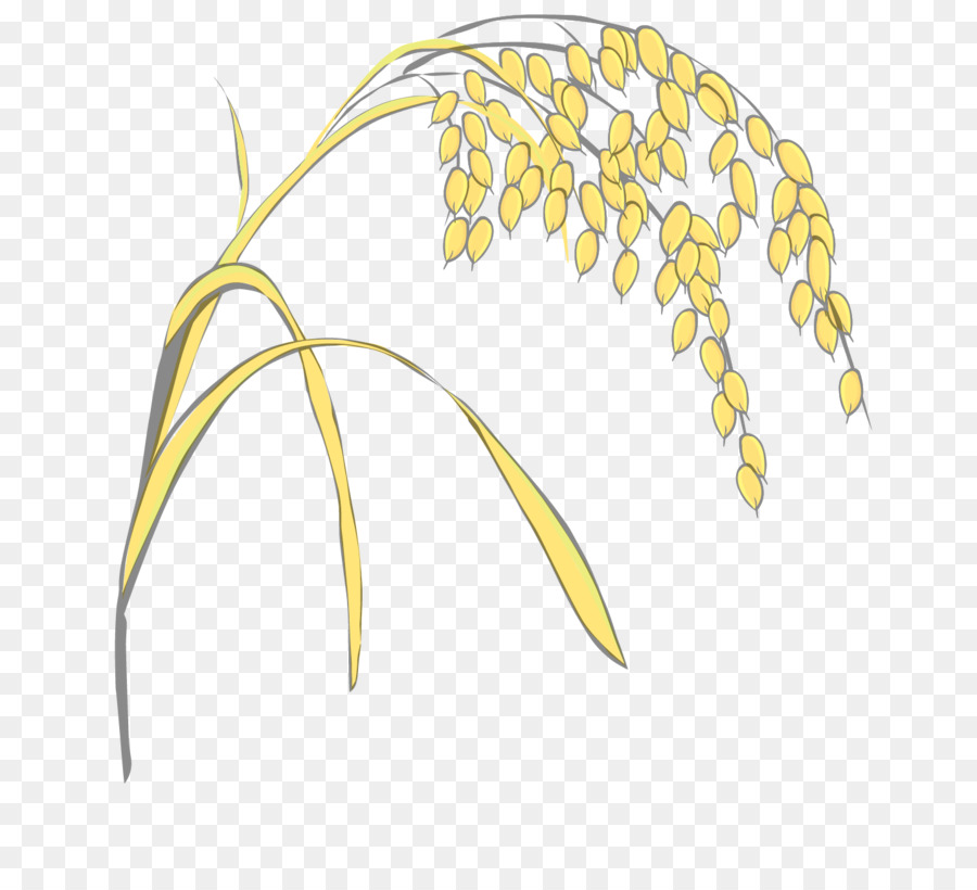900x820 Grasses Rice