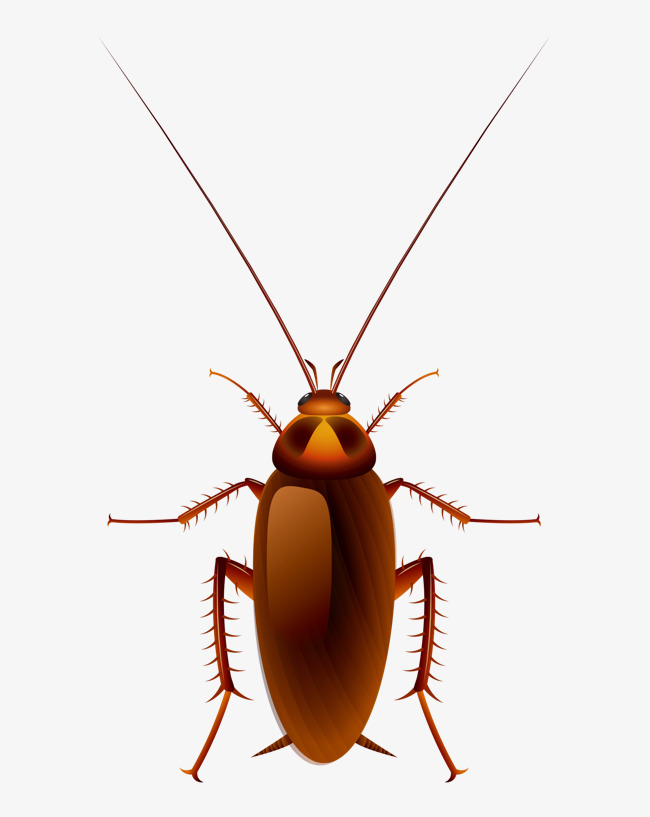 650x817 Cockroach Png Images Vectors And Psd Files Free Download On