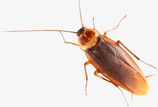 520x352 Cockroach Png, Vectors, Psd, And Clipart For Free Download Pngtree