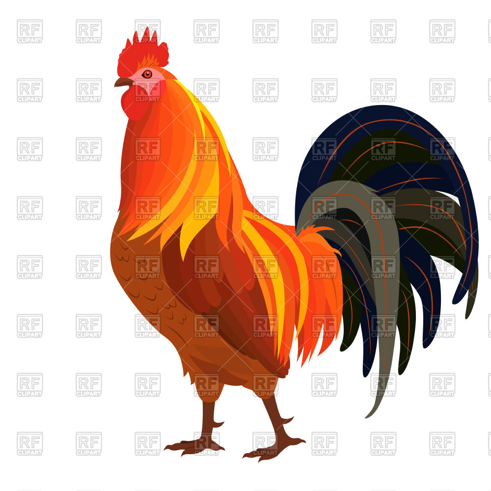 1000x1000 Proud Rooster Vector Image Vector Artwork Of Plants And Animals