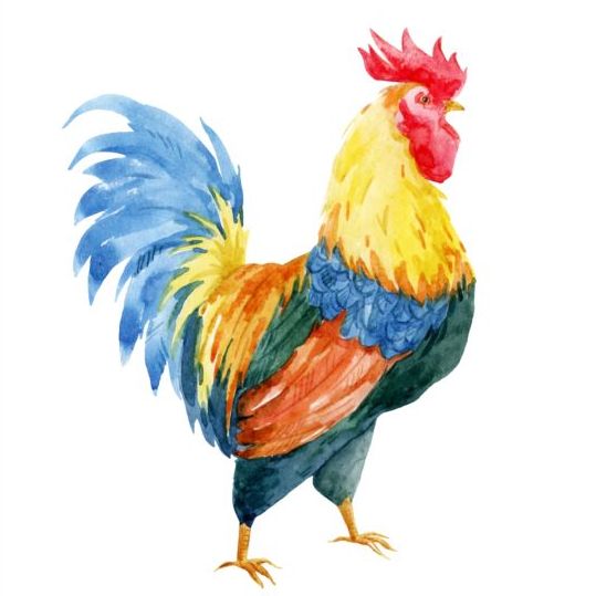 539x539 Beautiful Watercolor Rooster Vector Free Download