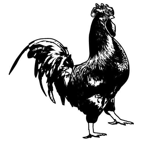 500x500 Rooster Vector Graphics Public Domain Vectors